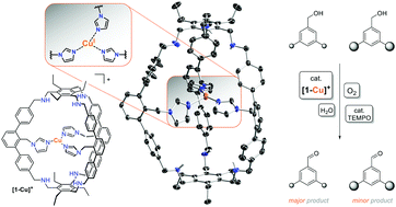 Graphical abstract: A bio-inspired imidazole-functionalised copper cage complex
