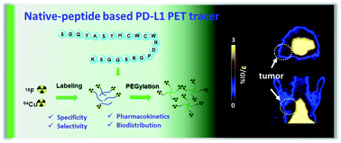 Graphical abstract: Developing native peptide-based radiotracers for PD-L1 PET imaging and improving imaging contrast by pegylation