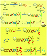 Graphical abstract: Versatile fluorescence detection of microRNA based on novel DNA hydrogel-amplified signal probes coupled with DNA walker amplification