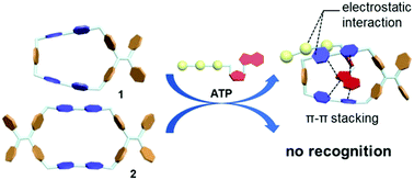 Graphical abstract: Tetraphenylethene-based tetracationic cyclophanes and their selective recognition for amino acids and adenosine derivatives in water