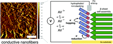 Graphical abstract: Aryl-viologen pentapeptide self-assembled conductive nanofibers