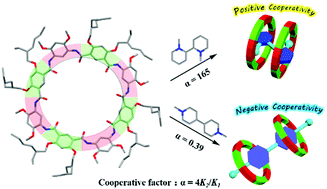 Graphical abstract: Strong positive allosteric cooperativity in ternary complexes based on hydrogen-bonded aromatic amide macrocycles