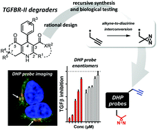 Graphical abstract: Unique photoaffinity probes to study TGFβ signaling and receptor fates
