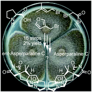Graphical abstract: First total synthesis of ent-asperparaline C and assignment of the absolute configuration of asperparaline C