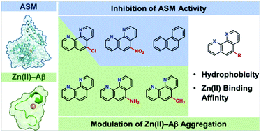 Graphical abstract: Tunable regulatory activities of 1,10-phenanthroline derivatives towards acid sphingomyelinase and Zn(ii)–amyloid-β