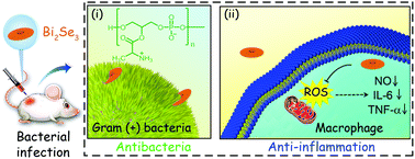 Graphical abstract: Multifunctional two dimensional Bi2Se3 nanodiscs for combined antibacterial and anti-inflammatory therapy for bacterial infections