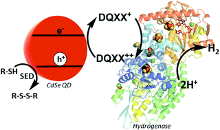 Graphical abstract: Optimizing electron transfer from CdSe QDs to hydrogenase for photocatalytic H2 production