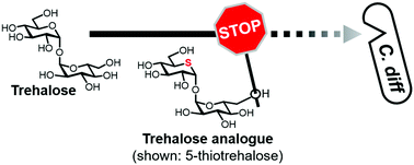 Graphical abstract: Degradation-resistant trehalose analogues block utilization of trehalose by hypervirulent Clostridioides difficile