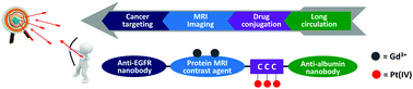 Graphical abstract: Modular design of nanobody–drug conjugates for targeted-delivery of platinum anticancer drugs with an MRI contrast agent