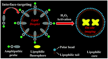 Graphical abstract: An interface-targeting and H2O2-activatable probe liberating AIEgen: enabling on-site imaging and dynamic movement tracking of lipid droplets