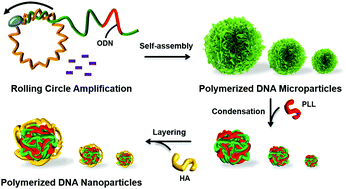 Graphical abstract: Size-controlled synthesis of polymerized DNA nanoparticles for targeted anticancer drug delivery