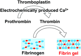 Graphical abstract: Electrochemical fabrication of fibrin gels via cascade reaction for cell culture