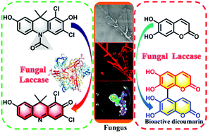 Graphical abstract: A far-red fluorescent probe for sensing laccase in fungi and its application in developing an effective biocatalyst for the biosynthesis of antituberculous dicoumarin
