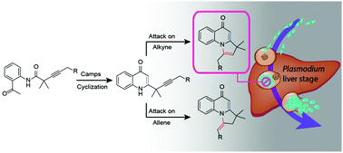 Graphical abstract: Close the ring to break the cycle: tandem quinolone-alkyne-cyclisation gives access to tricyclic pyrrolo[1,2-a]quinolin-5-ones with potent anti-protozoal activity
