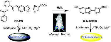 Graphical abstract: A bioluminescent probe for imaging endogenous hydrogen polysulfides in live cells and a murine model of bacterial infection