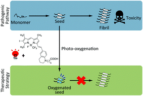 Graphical abstract: Photo-oxygenation inhibits tau amyloid formation