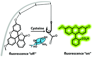Graphical abstract: Fluorescein propiolate: a propiolate-decorated fluorescent probe with remarkable selectivity towards cysteine