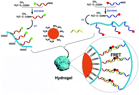 Graphical abstract: Size-controlled DNA-cross-linked hydrogel coated silica nanoparticles served as a ratiometric fluorescent probe for the detection of adenosine triphosphate in living cells