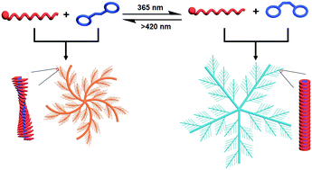 Graphical abstract: Photocontrolled morphological conversion and chiral transfer of a snowflake-like supramolecular assembly based on azobenzene-bridged bis(dibenzo-24-crown-8) and a cholesterol derivative