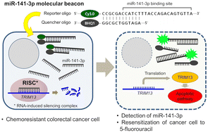 Graphical abstract: Theragnosis by a miR-141-3p molecular beacon: simultaneous detection and sensitization of 5-fluorouracil resistant colorectal cancer cells through the activation of the TRIM13-associated apoptotic pathway