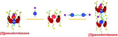 Graphical abstract: Construction of a [2]pseudorotaxane and a [3]pseudorotaxane based on perbromoethylated pillar[5]arene/pyridinium iodide ion-pair recognition