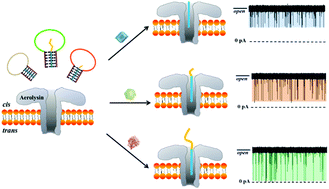 Graphical abstract: Synchronous screening of multiplexed biomarkers of Alzheimer's disease by a length-encoded aerolysin nanopore-integrated triple-helix molecular switch