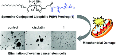 Graphical abstract: A spermine-conjugated lipophilic Pt(iv) prodrug designed to eliminate cancer stem cells in ovarian cancer