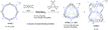 Graphical abstract: Silane catecholates: versatile tools for self-assembled dynamic covalent bond chemistry