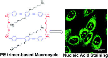 Graphical abstract: Phenyleneethynylene trimer-based rigid-flexible [2+2] macrocycles for nucleic acid labelling in live cells