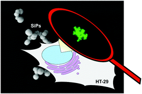 Graphical abstract: Silica particles with a quercetin–R5 peptide conjugate are taken up into HT-29 cells and translocate into the nucleus