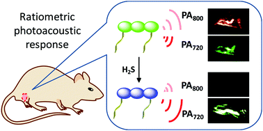 Graphical abstract: A small-molecule probe for ratiometric photoacoustic imaging of hydrogen sulfide in living mice