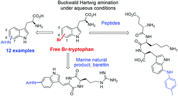 Graphical abstract: Buchwald Hartwig diversification of unprotected halotryptophans, halotryptophan containing tripeptides and the natural product barettin in aqueous conditions
