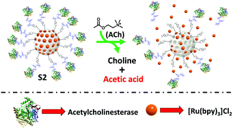 Graphical abstract: Acetylcholine-responsive cargo release using acetylcholinesterase-capped nanomaterials