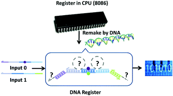 Graphical abstract: Addressable activated cascade DNA sequential logic circuit model for processing identical input molecules