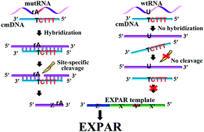 Graphical abstract: Specific detection of RNA mutation at single-base resolution by coupling the isothermal exponential amplification reaction (EXPAR) with chimeric DNA probe-aided precise RNA disconnection at the mutation site