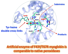 Graphical abstract: Unique Tyr-heme double cross-links in F43Y/T67R myoglobin: an artificial enzyme with a peroxidase activity comparable to that of native peroxidases