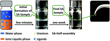 Graphical abstract: A uranium capture strategy based on self-assembly in a hydroxyl-functionalized ionic liquid extraction system