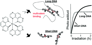 Graphical abstract: Ru(TAP)32+ uses multivalent binding to accelerate and constrain photo-adduct formation on DNA