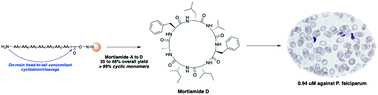 Graphical abstract: Total synthesis and antimalarial activity of mortiamides A–D