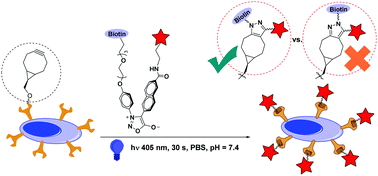 Graphical abstract: Photo-accelerated “click” reaction between diarylsydnones and ring-strained alkynes for bioorthogonal ligation