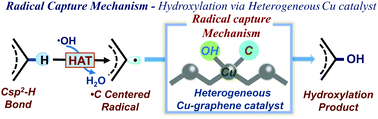 Graphical abstract: A radical capture mechanism for immediate Csp2–H bond hydroxylation via a heterogeneous Cu–graphene catalyst