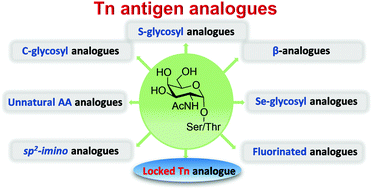 Graphical abstract: Tn antigen analogues: the synthetic way to “upgrade” an attracting tumour associated carbohydrate antigen (TACA)