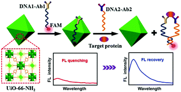 Graphical abstract: Fluorescence proximity assay based on a metal–organic framework platform