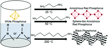 Graphical abstract: Amine-induced phase transition from white phosphorus to red/black phosphorus for Li/K-ion storage
