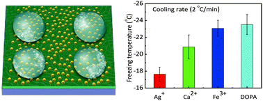 Graphical abstract: Metal–catechol complexes mediate ice nucleation