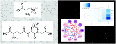 Graphical abstract: Iterative synthetic strategies and gene deletant experiments enable the first identification of polysulfides in Saccharomyces cerevisiae