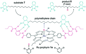 Graphical abstract: Methylene chain ruler for evaluating the regioselectivity of a substrate-recognising oxidation catalyst