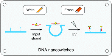 Graphical abstract: Integration of a photocleavable element into DNA nanoswitches