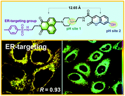Graphical abstract: An ultrasensitive ratiometric fluorescent probe based on the ICT-PET-FRET mechanism for the quantitative measurement of pH values in the endoplasmic reticulum (ER)