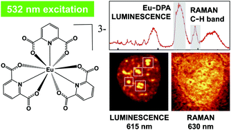 Graphical abstract: Spectral counterstaining in luminescence-enhanced biological Raman microscopy